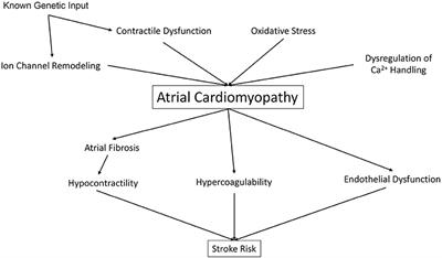 Atrial Cardiomyopathy: An Unexplored Limb of Virchow's Triad for AF Stroke Prophylaxis